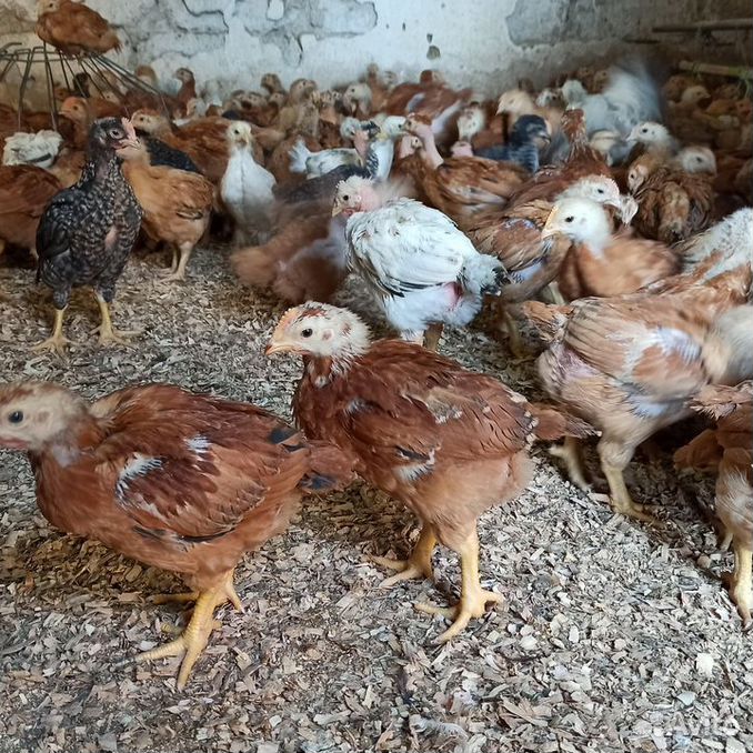 высокоудойные коровы. гусь деревенский. животные михайловка волгоградская область. кролики серый великан ,фландер. авито михайловка животные.