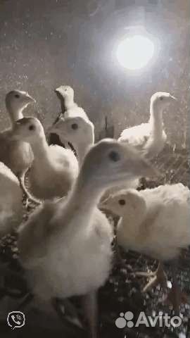 Курочки чешский доминант