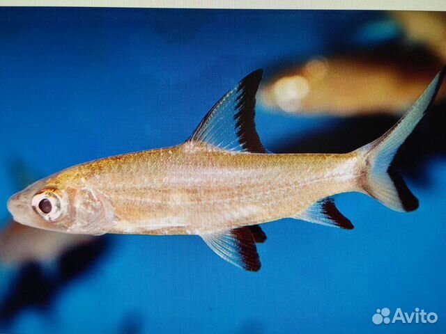 Акулий балу Аквариумные рыбки и растения