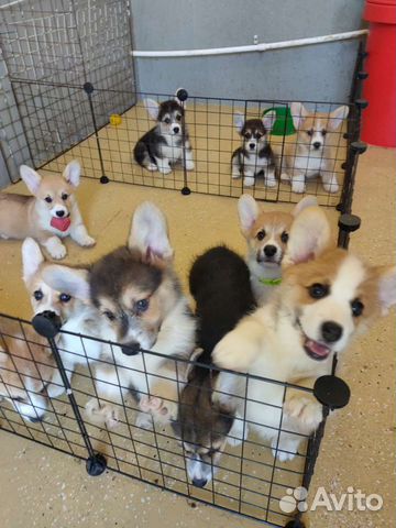 Щенки вельш корги пемброк