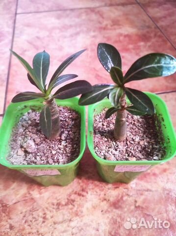 Adenium