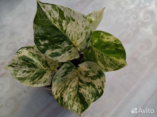 Сциндапсусы, эпипремнумы, филодендроны