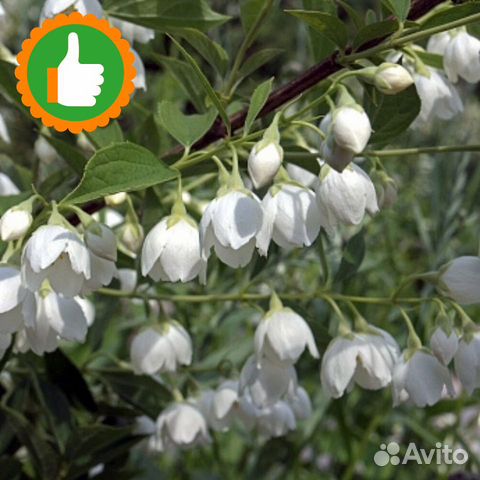 Саженцы Жасмин (чубушник) воздушный Десант