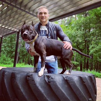 Кинолог: Дрессировка собак