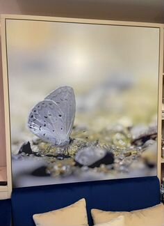 Картина бабочка фотопечать