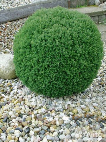 Туя шаровидная Тедди