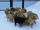 Овцы и ягнята объявление продам