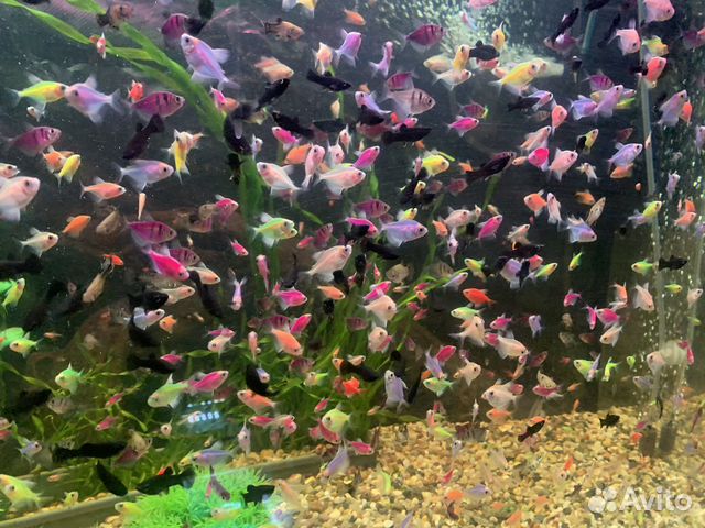 Аквариумные рыбки тернеция гло, данио