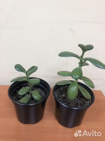 Толстянка (крассула)