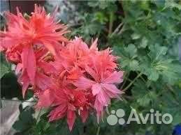 Пеларгония звездная