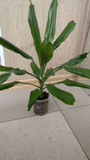 Чудо печь, Вафельница электр. форма 