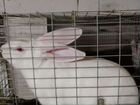 Кролик Белый Панон объявление продам