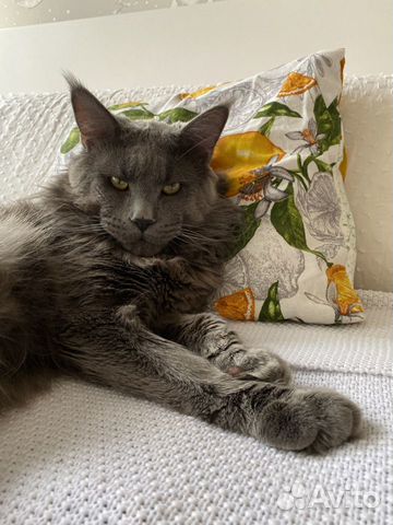 Вязка Мэйн Кун голубой солид