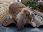 Кролик породы французский Баран объявление продам