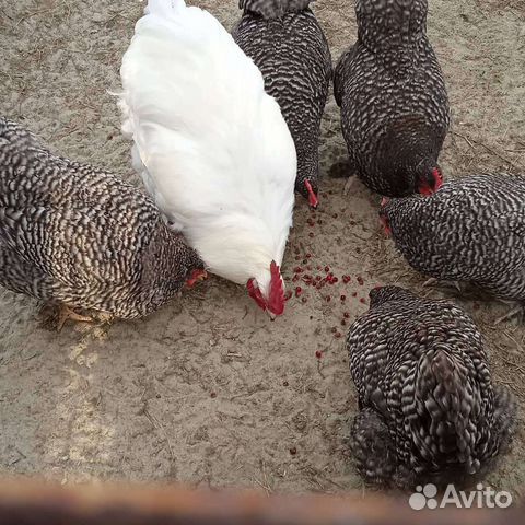 Инкубационное яйцо мехеленской кукушки