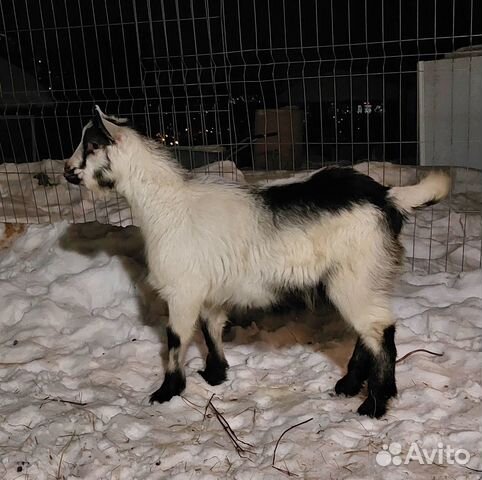 Альпийский козлик