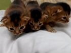 Абиссинские котята от родителей чемпионов породы