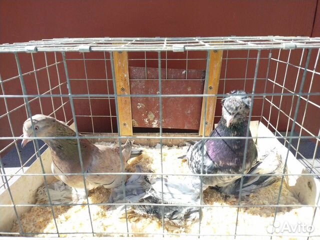 Породистые голуби