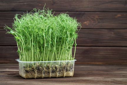 Профессиональные семена микрозелени