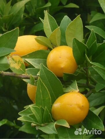 Лимон, лайм, кумкват, мандарин, апельсин и другое