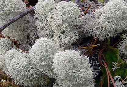 Лишайник ягель описание. Лишайник ягель в тундре. Ягель в тундре. Лишайник ягель описание. Кормовые лишайники.