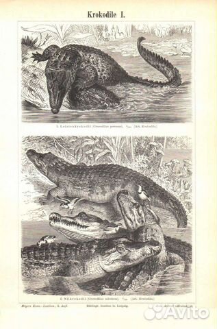 Старинные гравюры-литографии. Животные (19-й век)