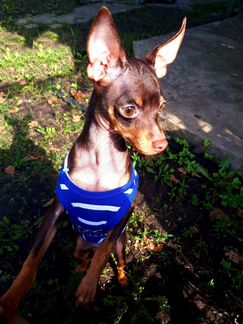 Одежда для любимцев-малышей (собаки/кошки)