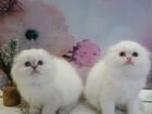 Голубоглазые,белоснежные котята