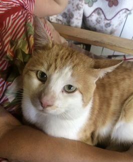 Кот- красавец в добрые руки