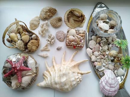 Ракушки разных размеров