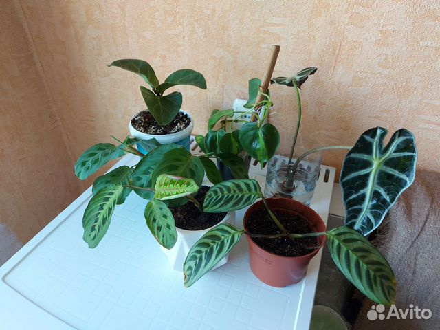 Комнатные цветы цена за все (бронь) купить в Нижнем Новгороде | Товары ...