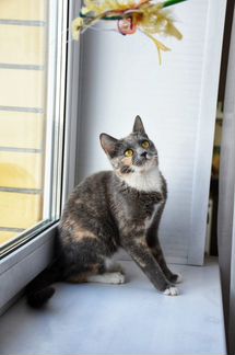 Ласковая молодая кошечка в добрые руки