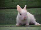 Кролик декоративный карликовый девочка цветной объявление продам