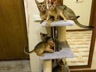 Абесинские котята объявление продам