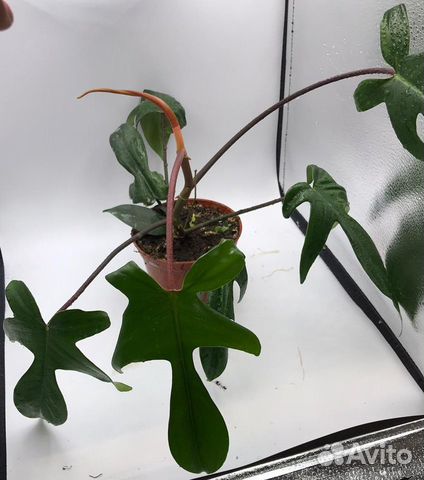 Филодендрон Флорида с красн. черешками и пупырками