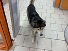 Найдена собака хаска объявление продам