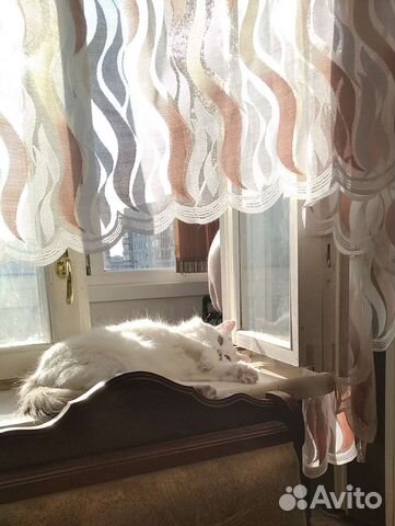 Отдам кошку в хорошие руки