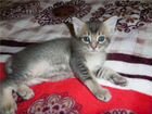 Сиамский кот для вязки объявление продам