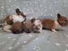 Декоративные кролики малыши объявление продам