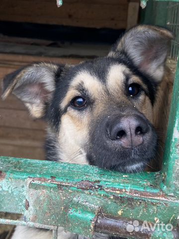 Джейна щенок до года в добрые руки