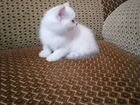 Продаётся шотландский котенок объявление продам