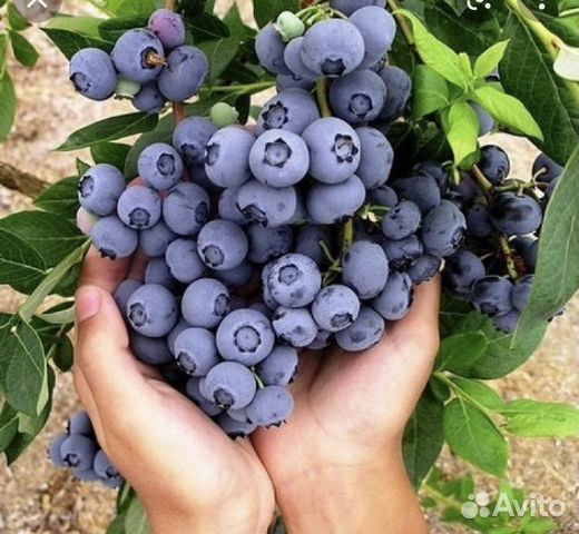 Саженцы голубики и клюквы садовой