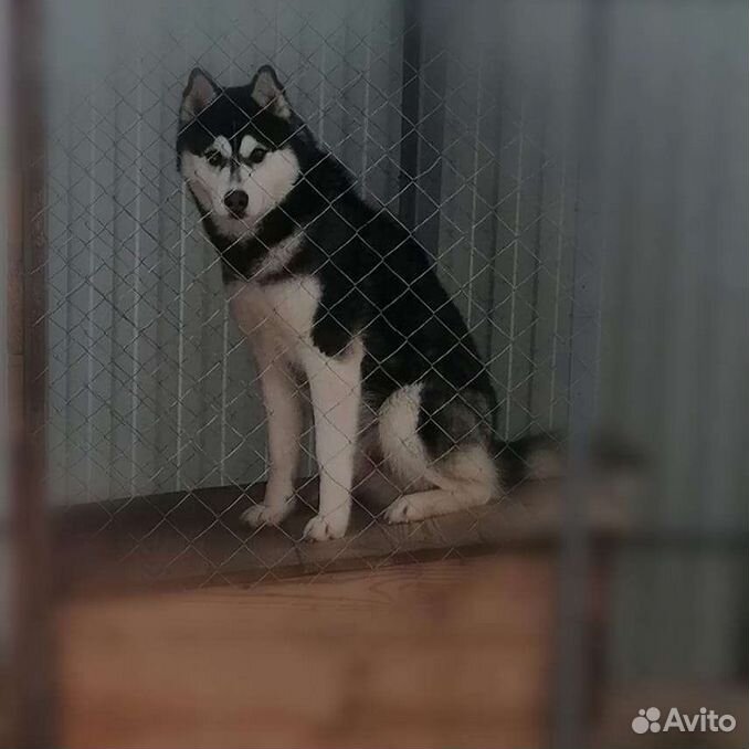 Хаски воронеж. Тамбов хаски