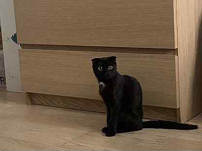 Шотландская кошка черная