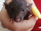 Крысята дамбо рекс объявление продам