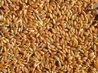 Зерно пшеница оптом объявление продам
