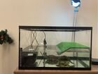 Красноухие черепахи с аквариумом и кормом