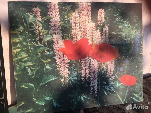 Фотокартина СССР