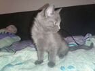 Русская голубая котёнок девочка 3 месяца объявление продам