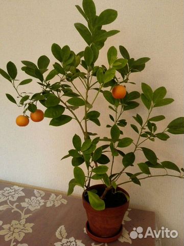 Каламондин, комнатный мандарин